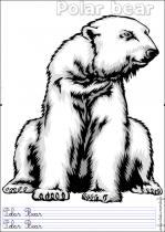 coloriage-ours-polaire-2